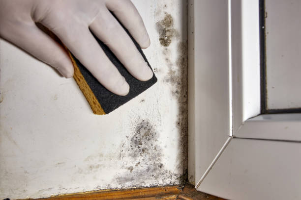 Best Industrial Mold Remediation  in Gates Mills, OH