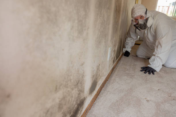 Reliable Gates Mills, OH Mold Removal Solutions